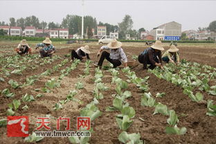 企业农户牵手，破解农产品销售困境