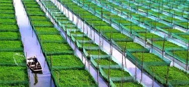 二十年后的中国农业八大巨变与年轻人的农产品销售新机遇