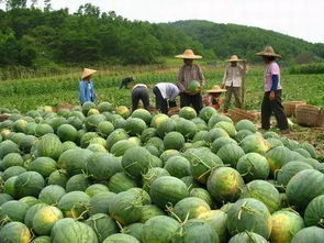 农产品销售渠道拓展与营销策略全解析