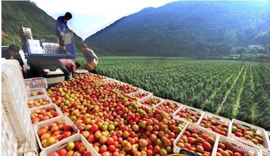 日本农产品营销模式的成功之道